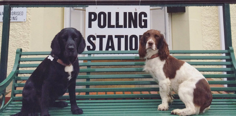 Header dogs at polling stations