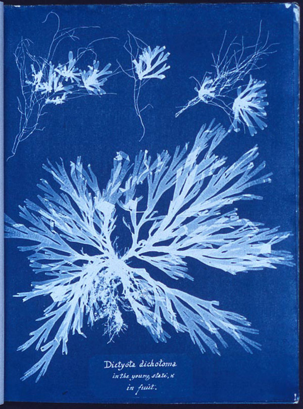 Display anna atkins algae cyanotype